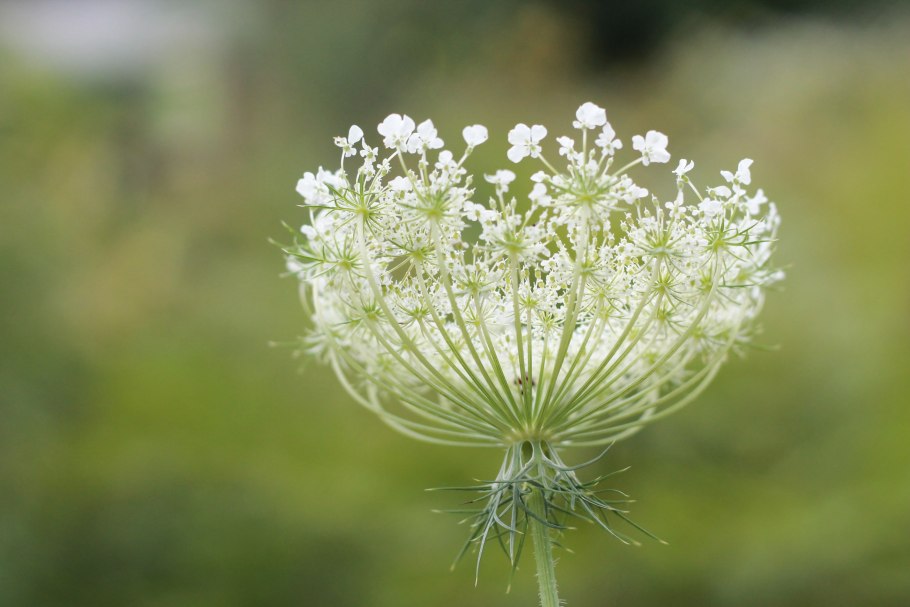 Coriandrum sativum
