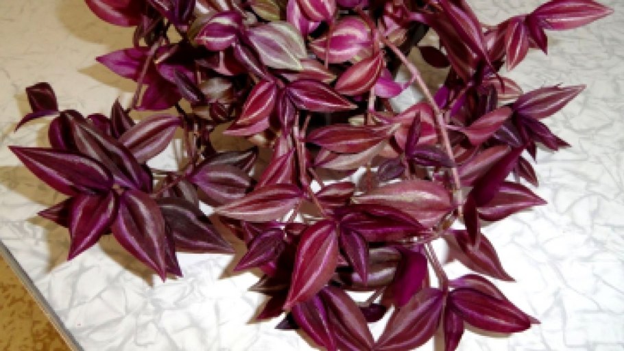 Традесканция краснолистная