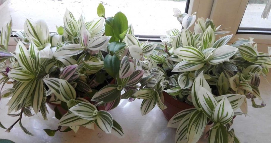 Традесканция вельвет Хилл