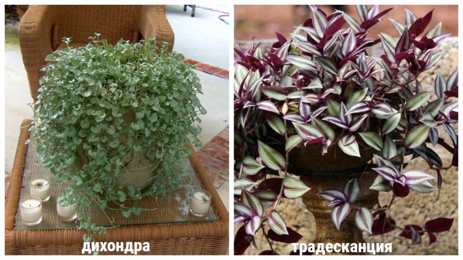 Традесканция невеста ампельная