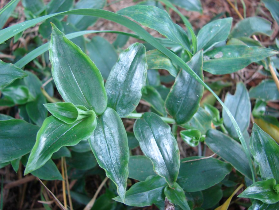 Tradescantia Fluminensis