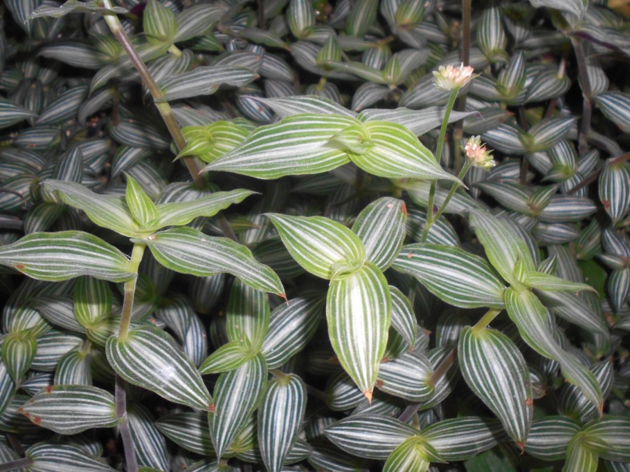 Традесканция «Callisia repens»