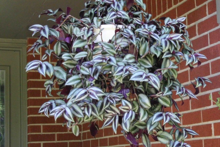 Традесканция зебрина