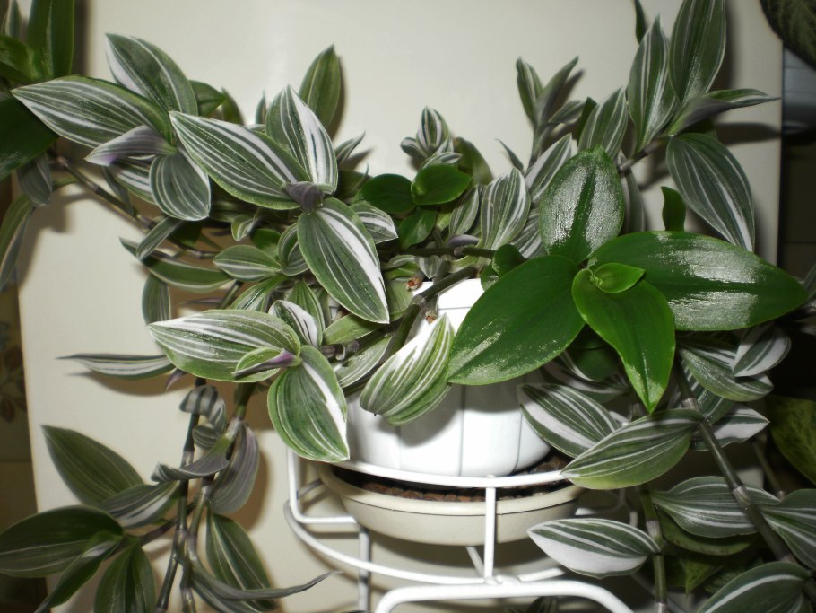 Традесканция гвианская