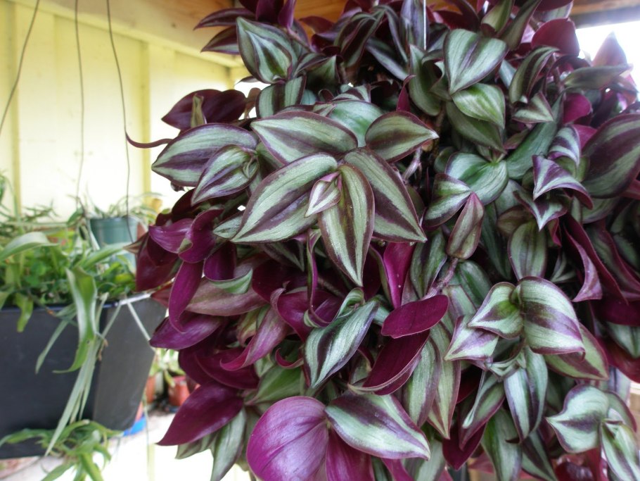 Традесканция Рео ампельная