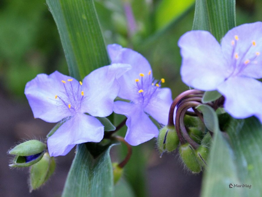 Традесканция Fluminensis