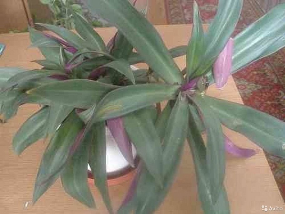 Традесканция цветок