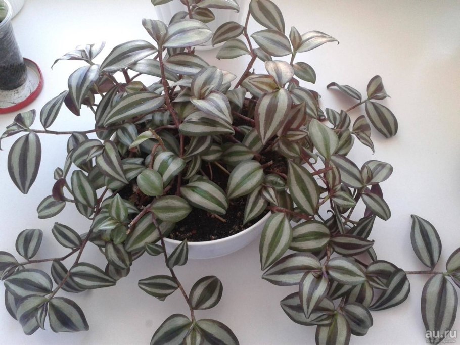 Традесканция зебрина цветок