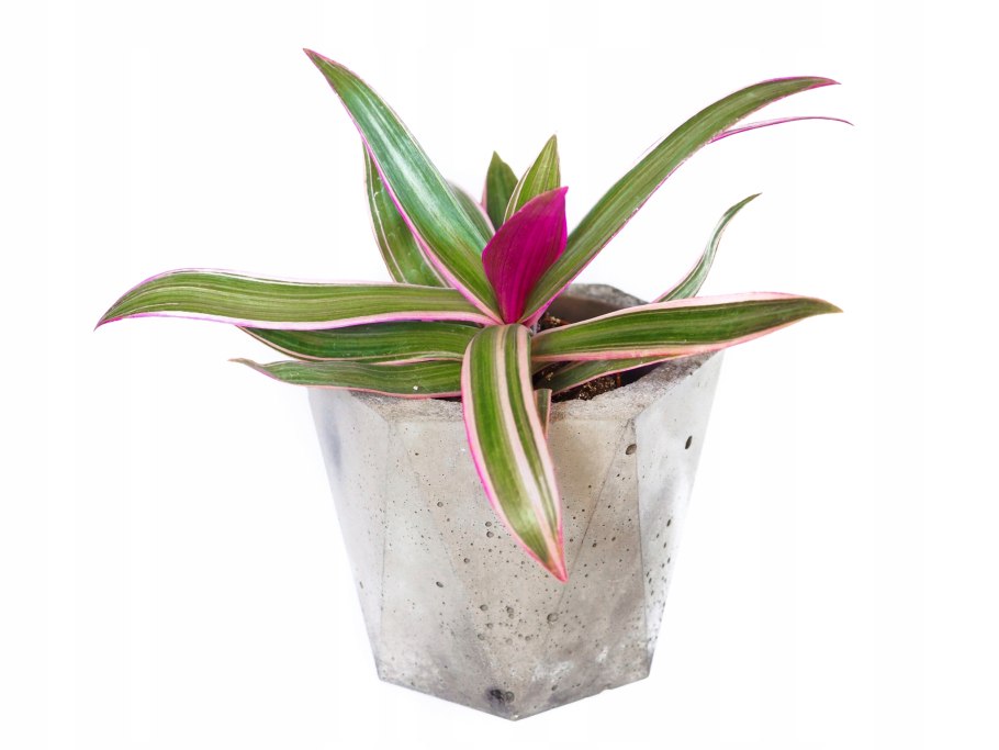 Зебрина albiflora