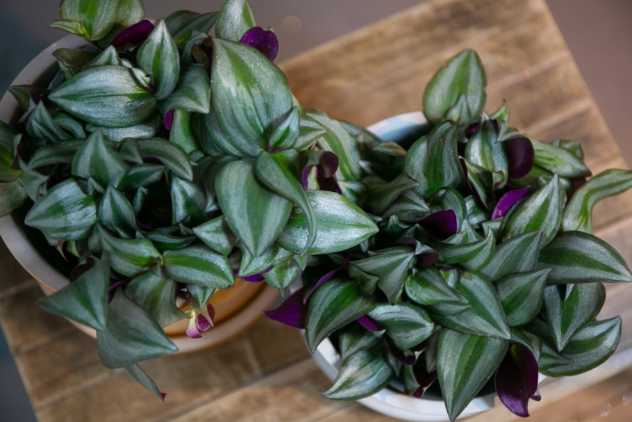 Традесканция зебрина белая