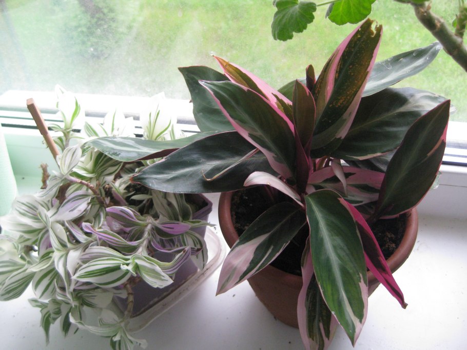 Традесканция краснолистная