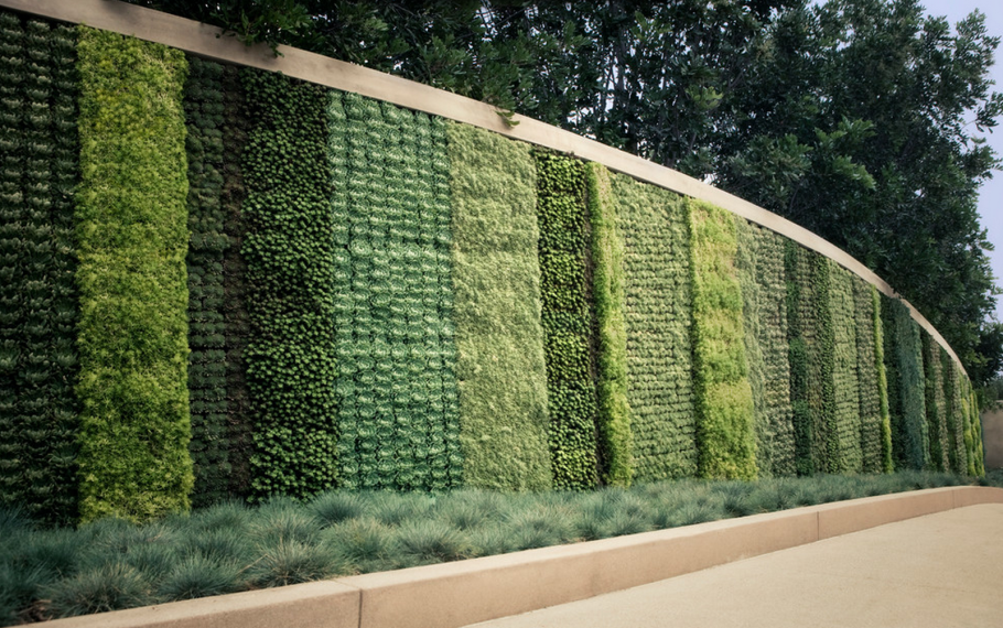 Зелёная изгородь быстрорастущая многолетняя