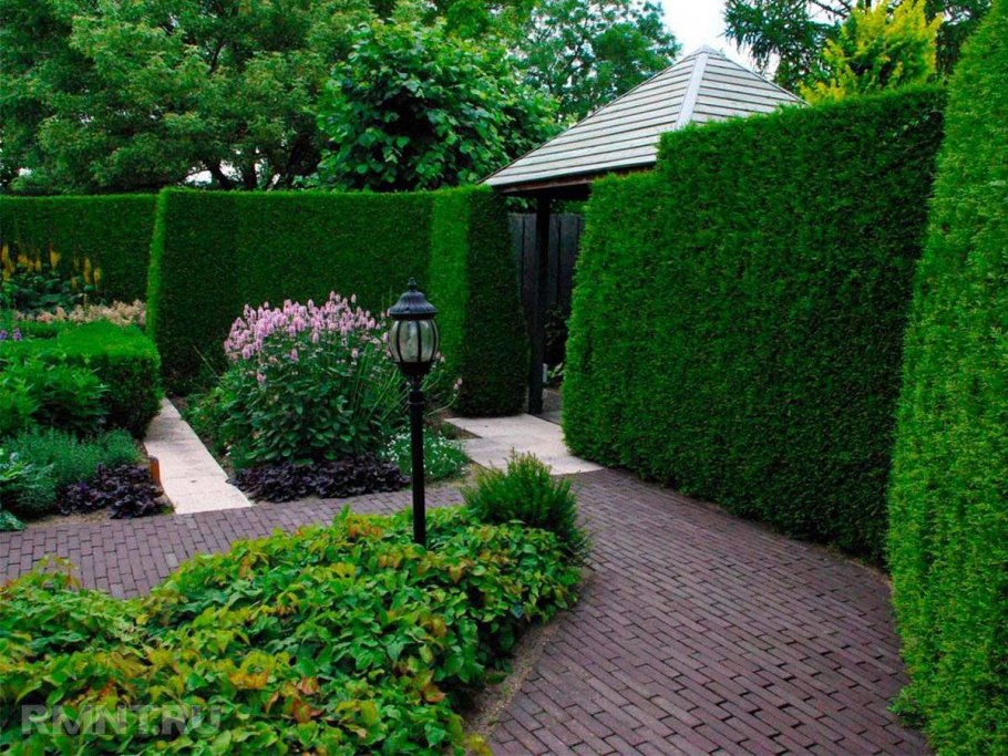 Бирючина Смарагд