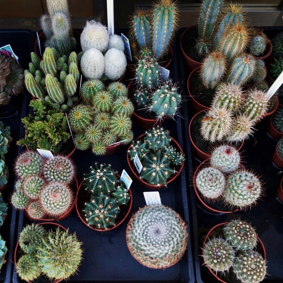 Тумблер кактусы