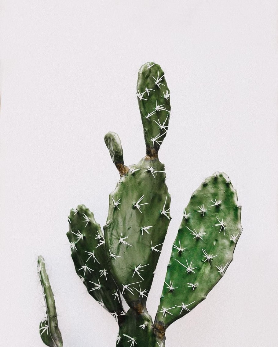 Кактус Минимализм