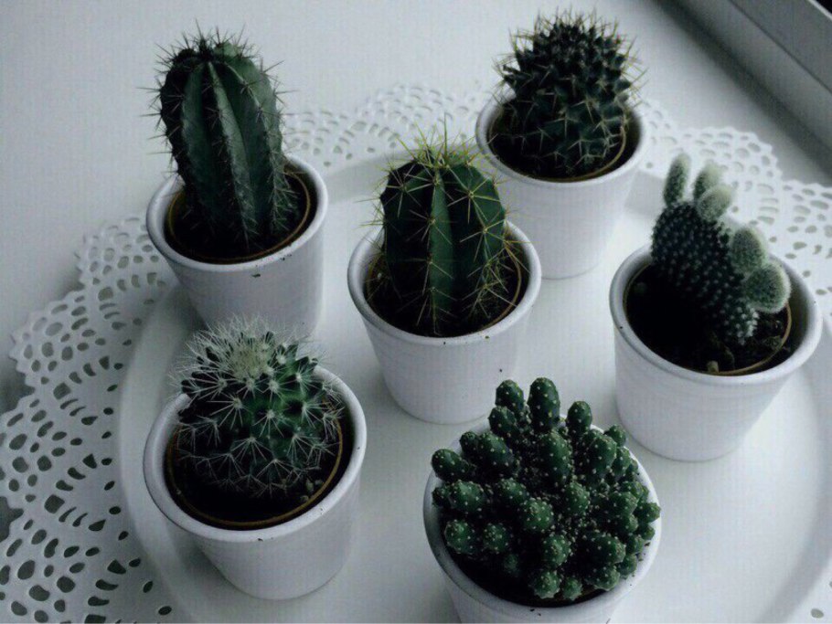 Опунция Эстетика