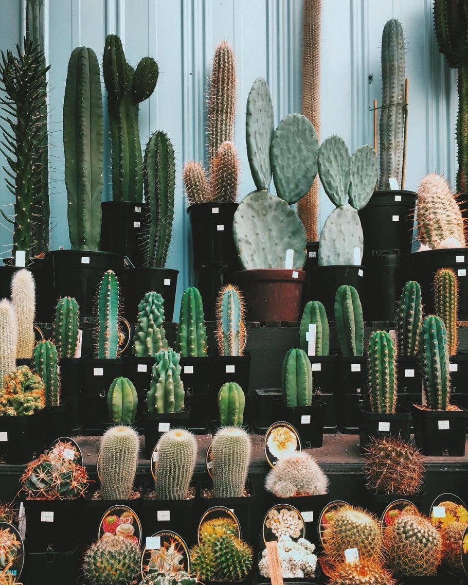 Кактусы Эстетика