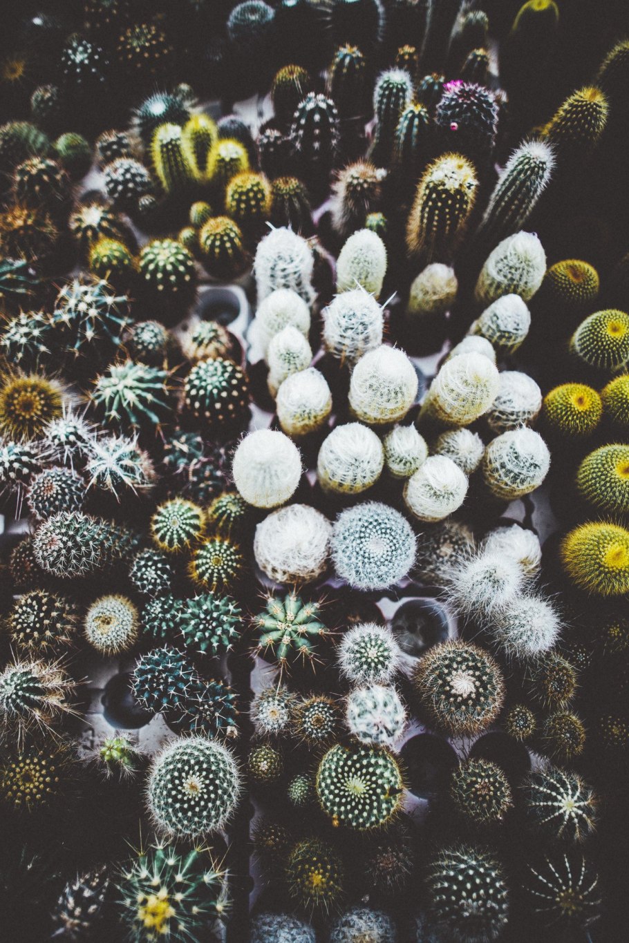 Кактусы Эстетика