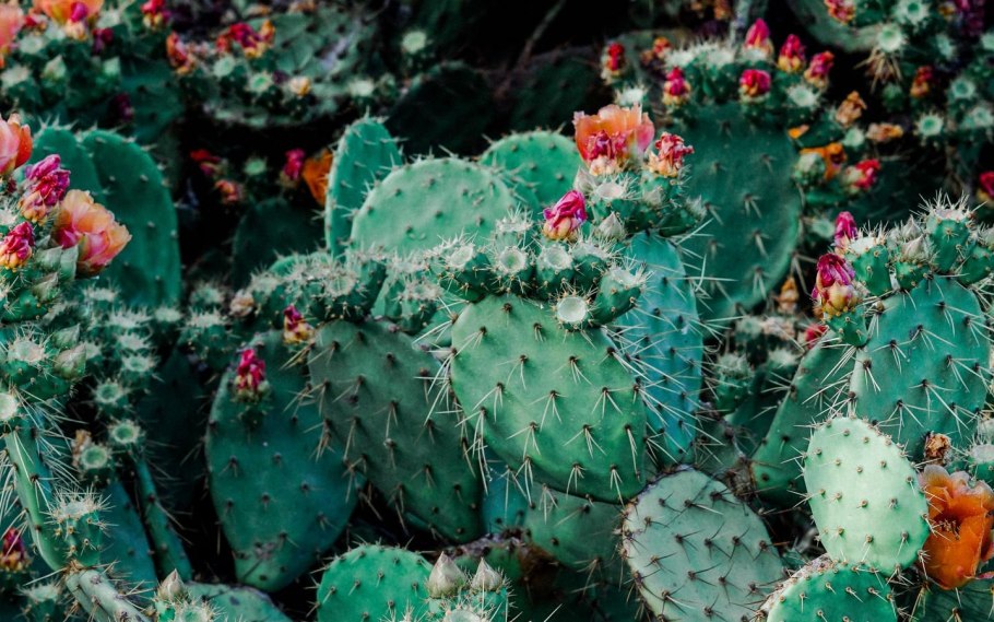 Цветущий Кактус Эстетика
