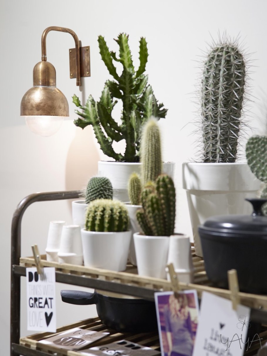 Кактусы Эстетика Пинтерест