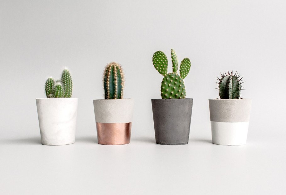 Cactus Pot горшки кактусы Суккуленты