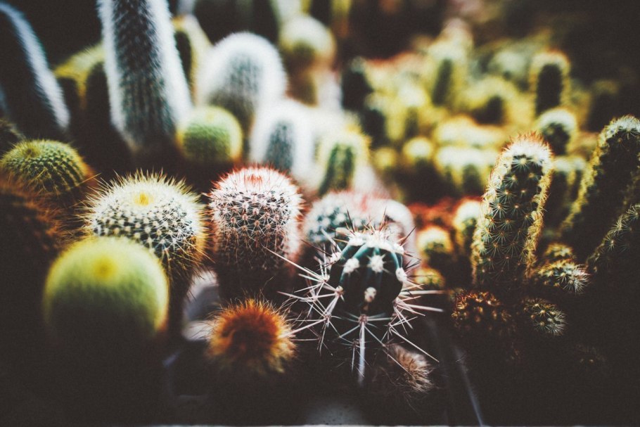 Кактусы коллаж