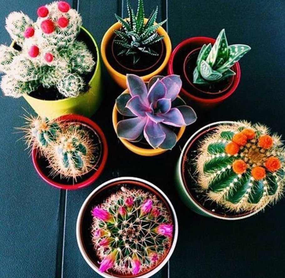 Кактус в розовом горшке