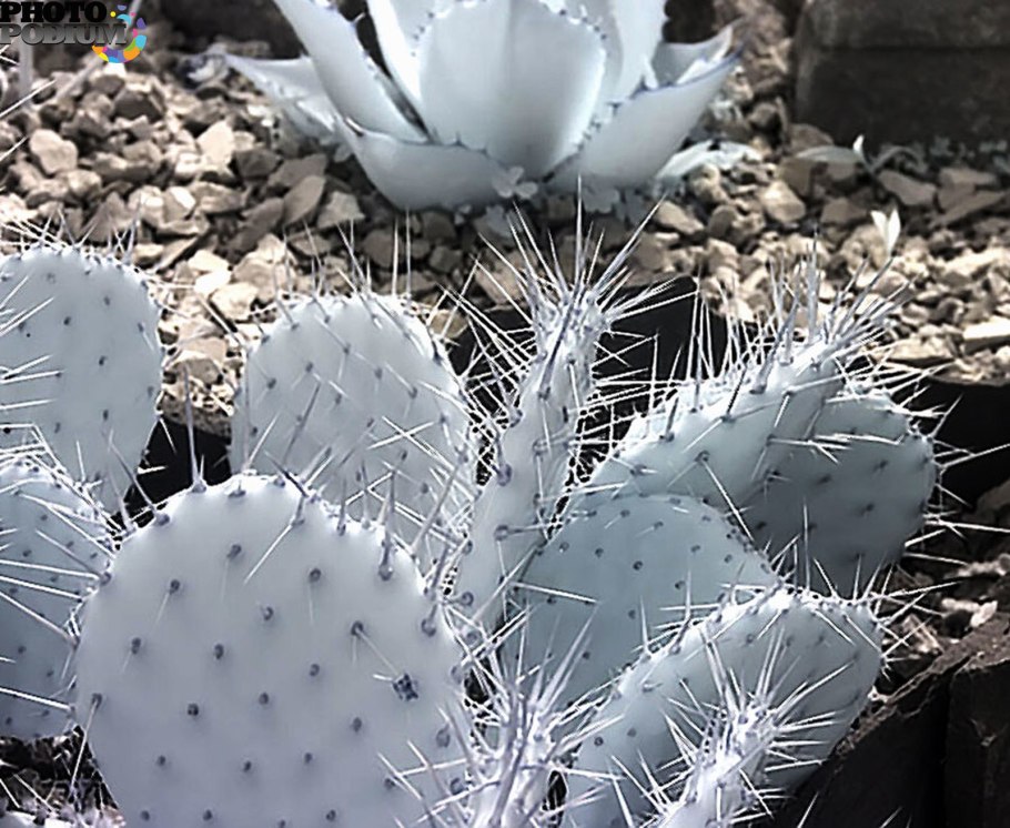 Цветок в горшке Минимализм