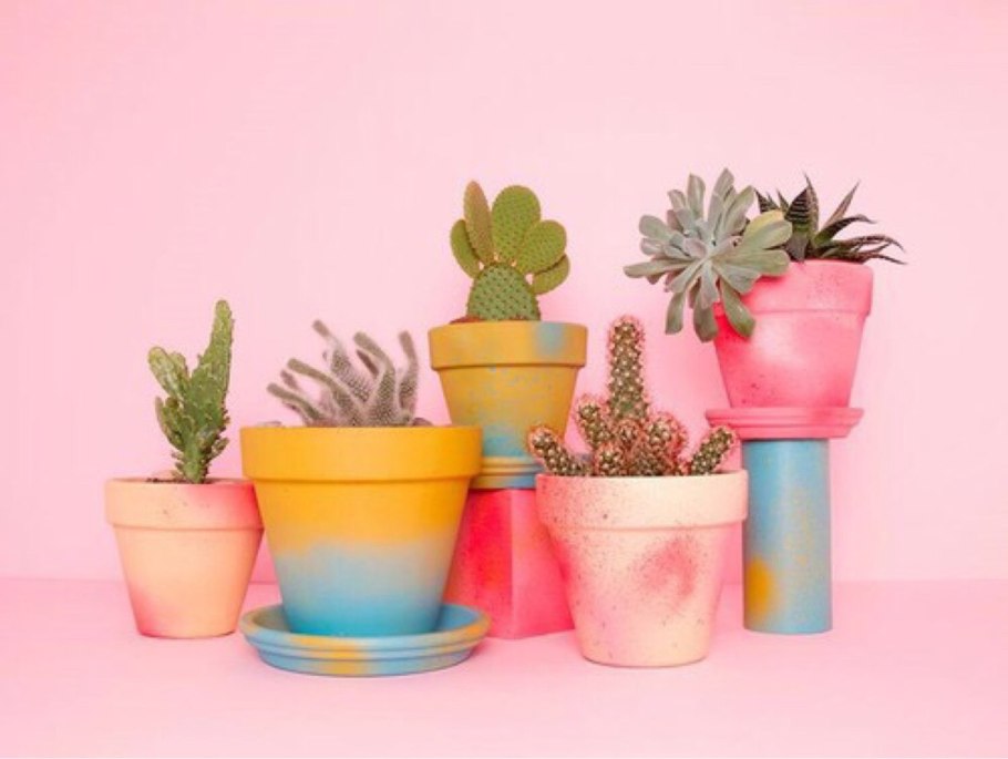 Нежный Кактус