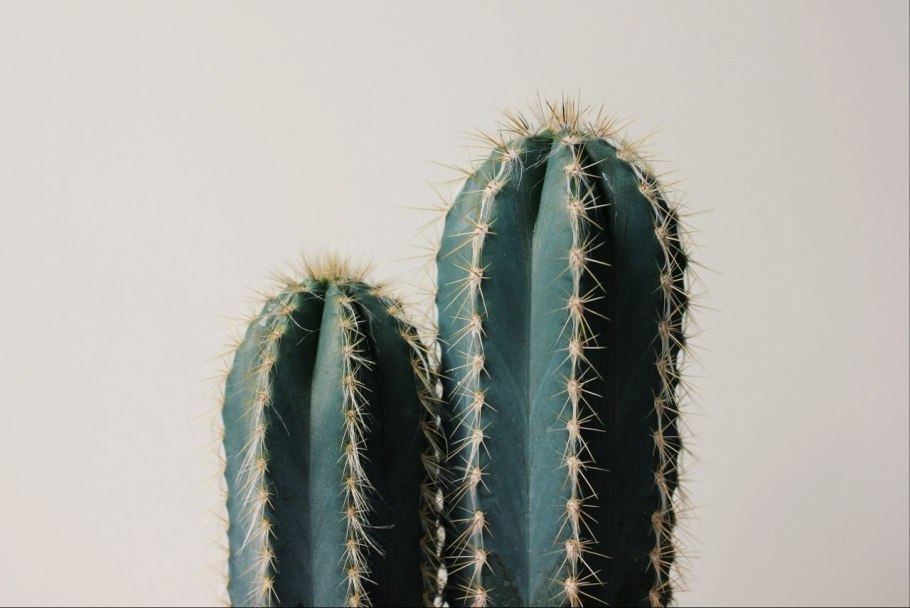 Кактус на белом столе