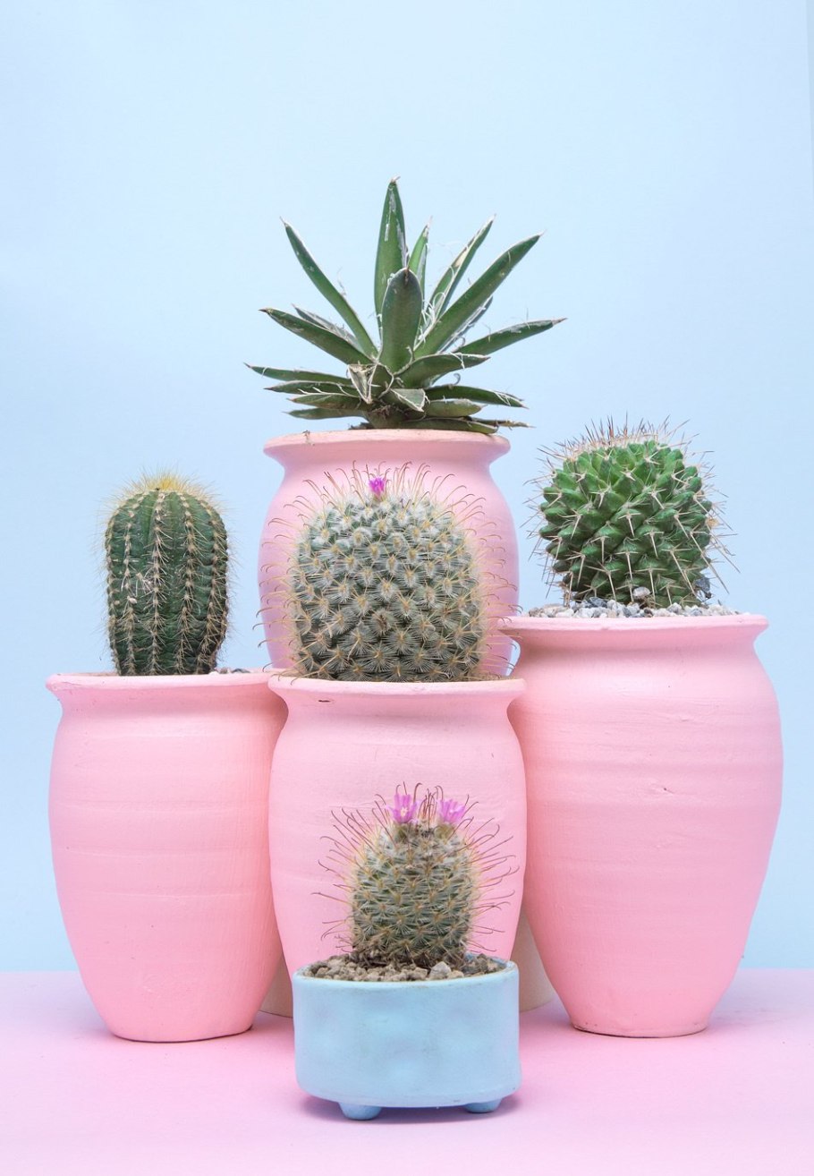 Красивый Кактус в горшке