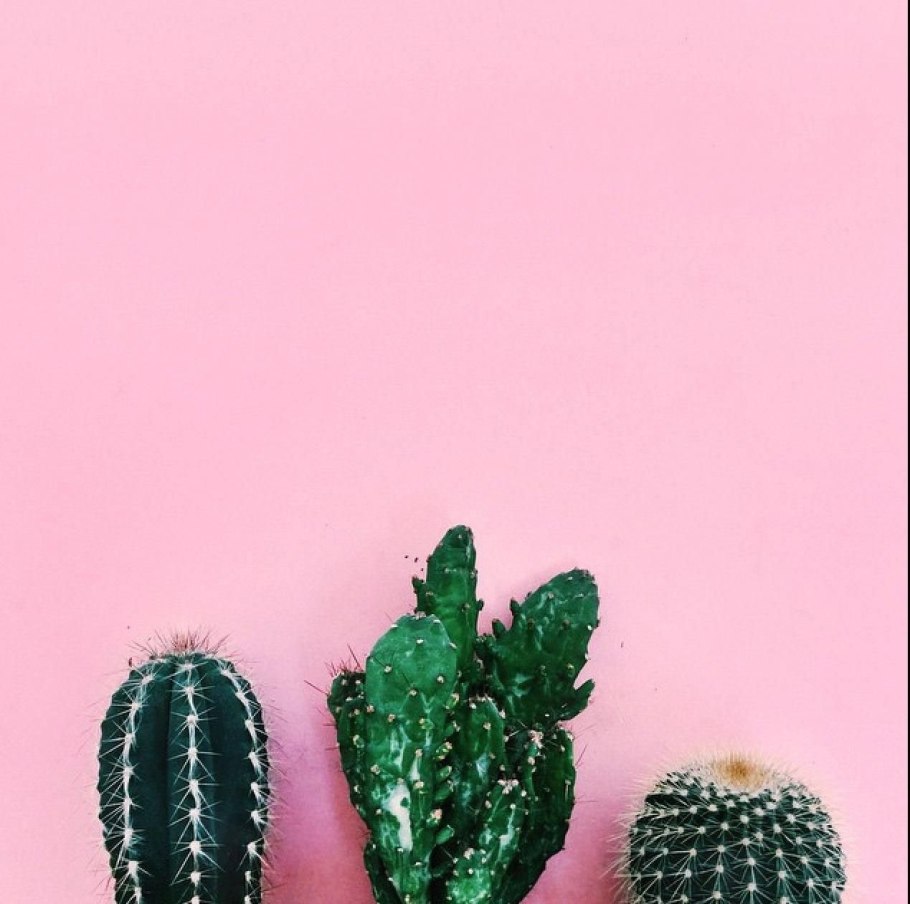 Опунция фиолетовая Purple