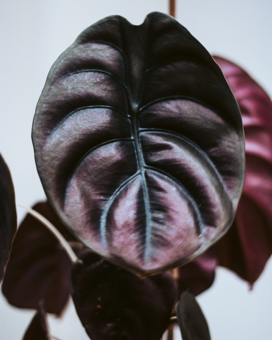 Алоказия Купера ред Сикрет