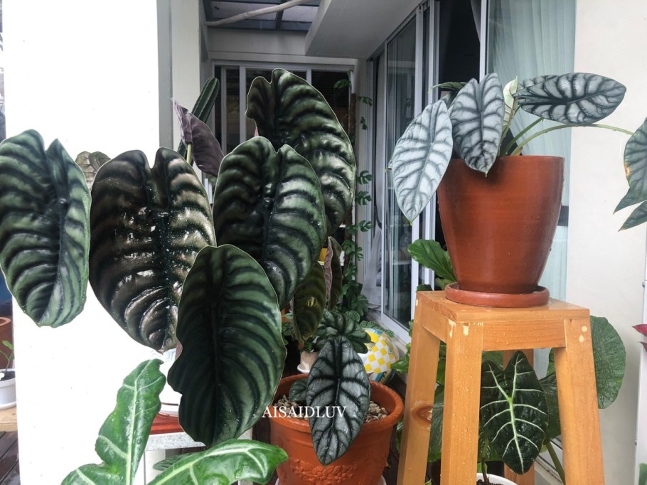 Алоказия Сандера