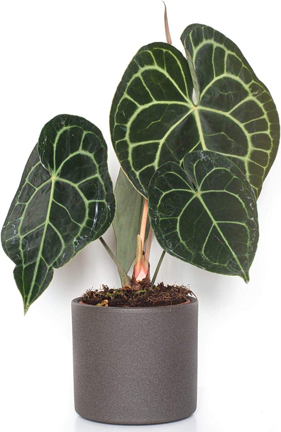 Алоказия Блэк СТЭМ