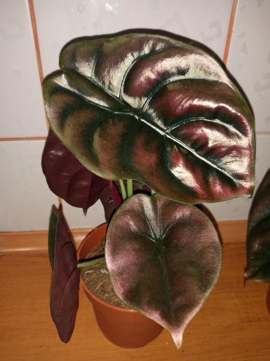 Алоказия Red Secret