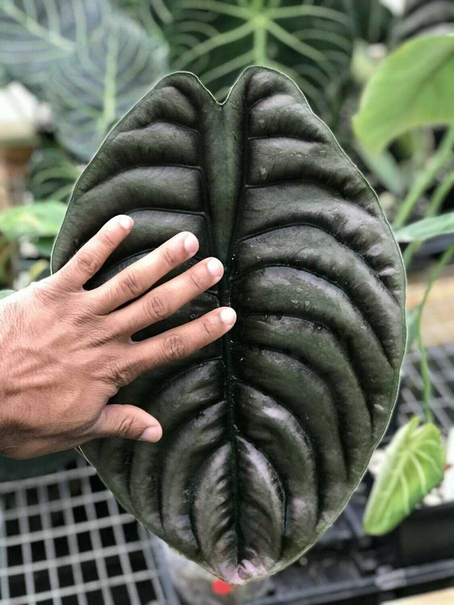 Алоказия Каскад название