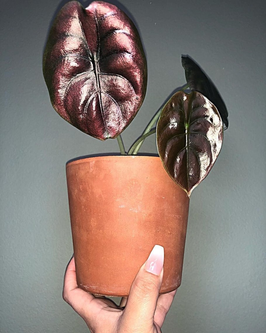 Алоказия Скальпрум