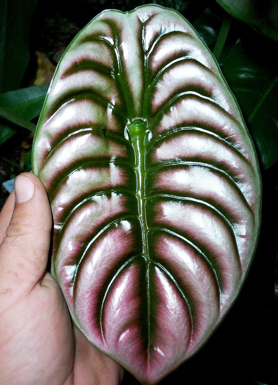 Алоказия Азлани