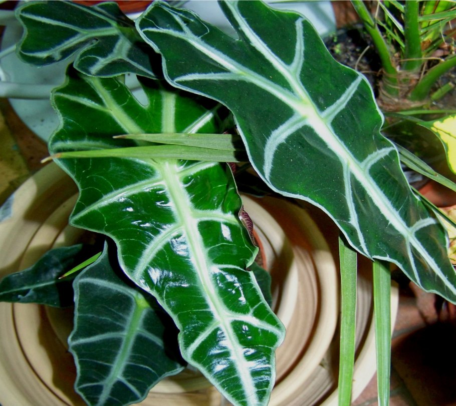 Алоказия Zebrina