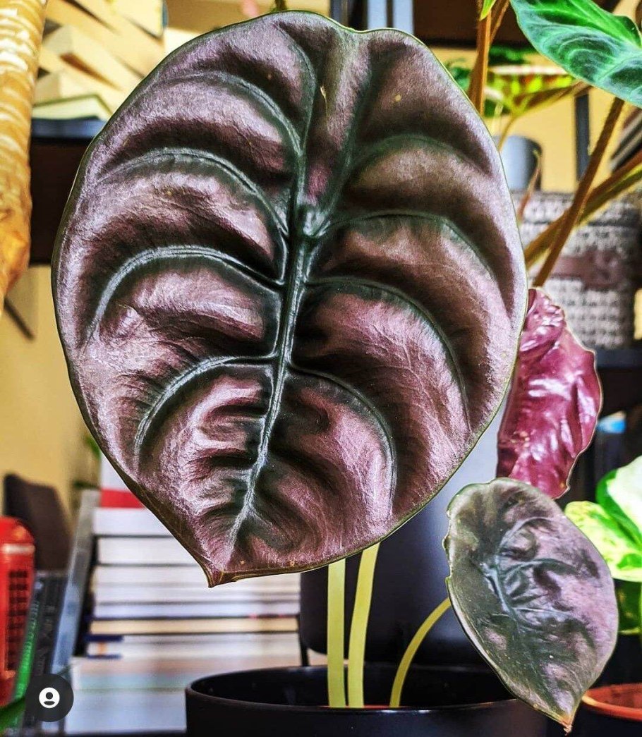 Алоказия длиннолопастная