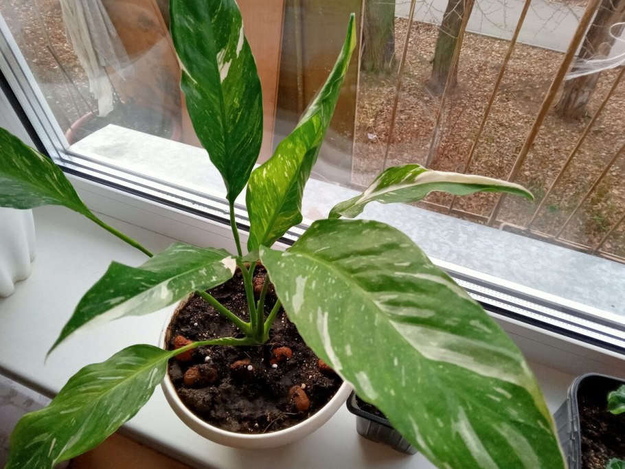 Алоказия Родина растения