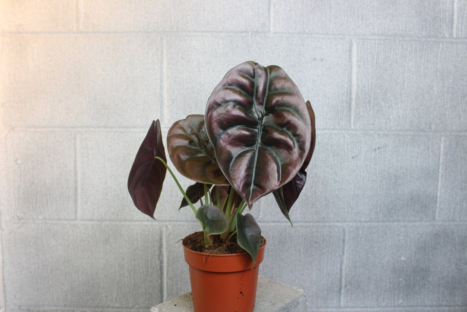 Алоказия Red Secret