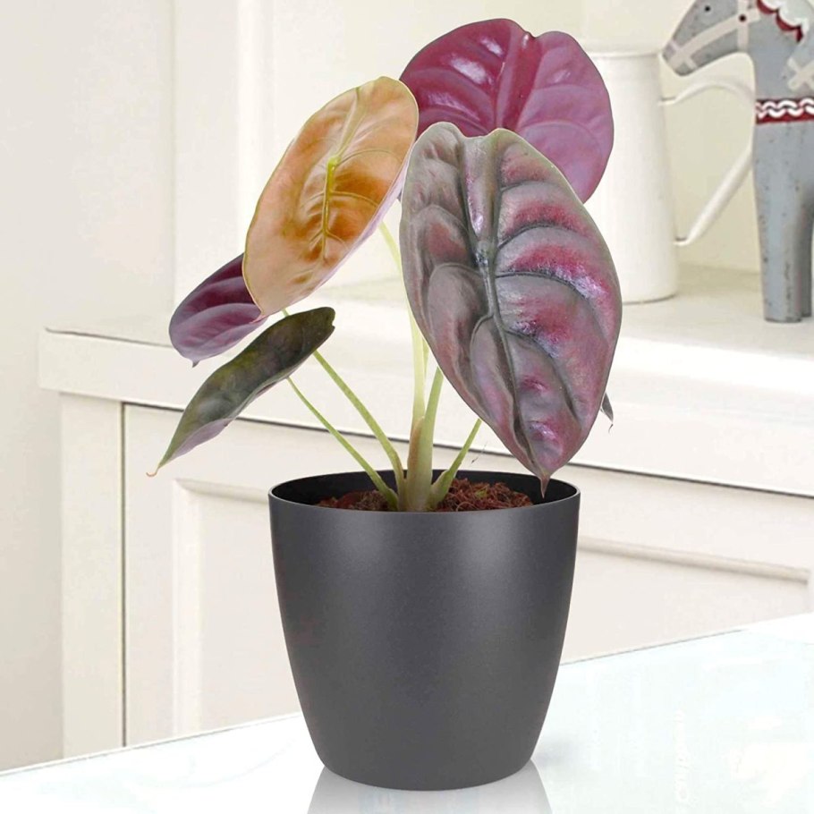 Алоказия Портодора