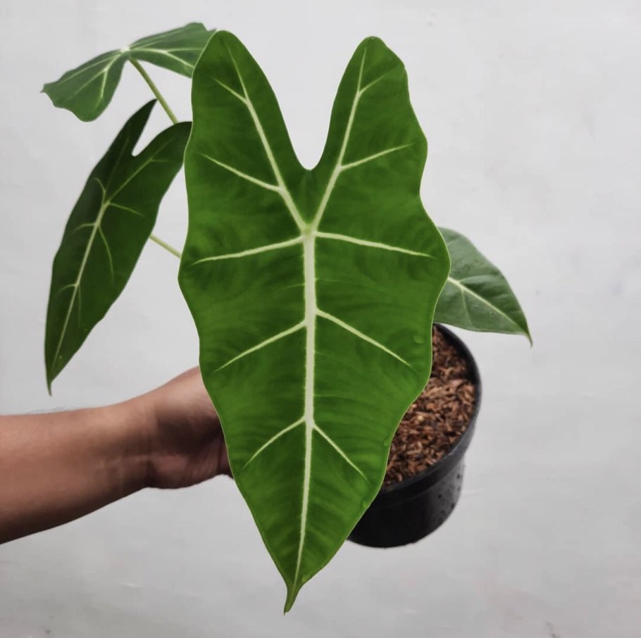 Алоказия плантс