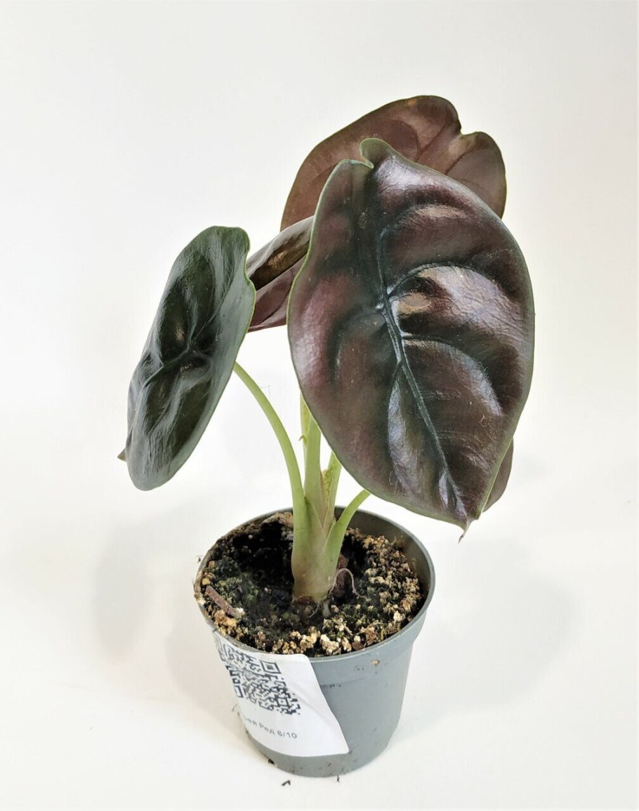 Алоказия медная ред секрет