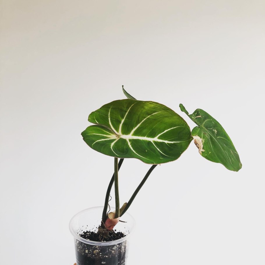 Alocasia cuprea( алоказия медная)