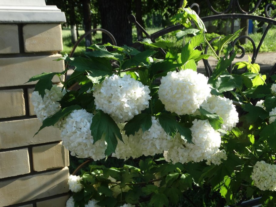 Калина бульденеж