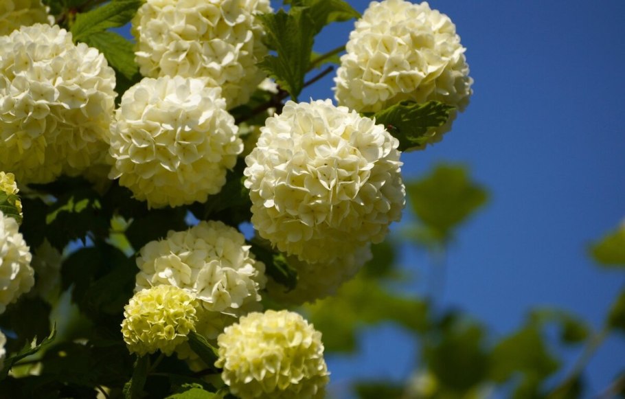 Гортензия вибурнум