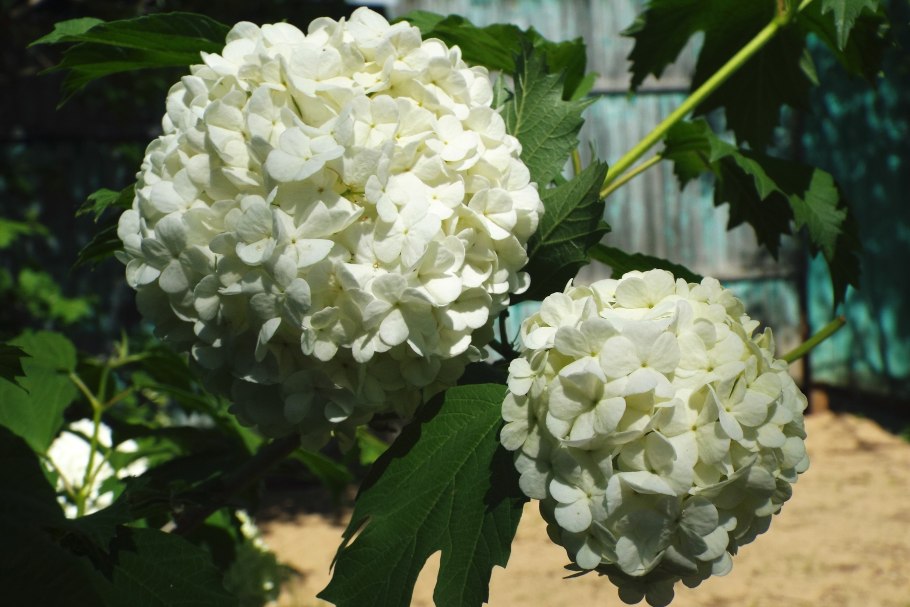 Калина декоративная бульденеж